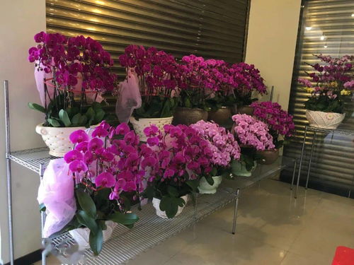 广州微店放心花线下套出来,广州微店放心花线下套出来，打造花卉消费新体验