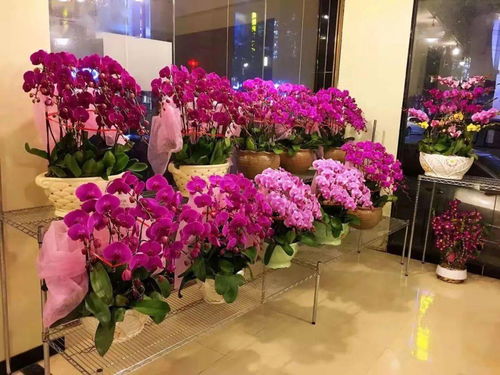 广州微店放心花线下套出来,广州微店放心花线下套出来，打造花卉消费新体验
