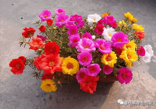 西安微店放心花套出来是真的吗,西安微店放心花套出来是真的吗？