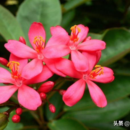 微店放心花套出来平台怎么样,微店放心花套出来平台——打造花卉电商的诚信之选