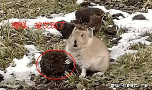 羊小咩便荔卡包500提现,羊小咩便荔卡包500提现攻略