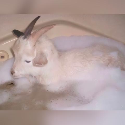 羊小咩的额度怎么提现,羊小咩的额度提现指南