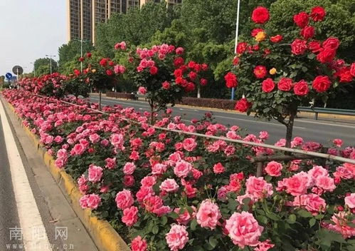 微店放心花套出来商家有哪些影响呢,微店放心花套出来的商家影响分析