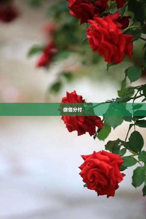 封控微信分付套出来是真的吗,揭秘微信分付套现的真相，合法与非法的界限