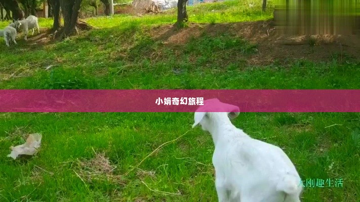 羊小咩套现小娟,羊小咩与小娟，套现的奇幻旅程