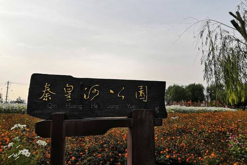 转转分期套出来小二能追回吗安全吗,转转分期套现风险与追回可能性分析