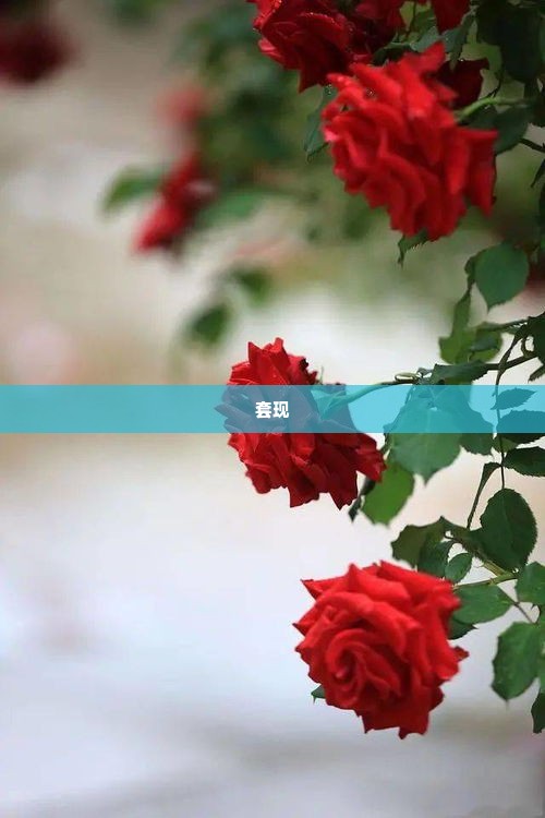 帮忙抖音月付套出来是真的吗,揭秘抖音月付套现的真相