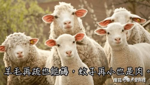 羊小咩便荔卡包不购物能提现吗, 羊小咩便荔卡包，不购物也能轻松提现的便捷金融工具