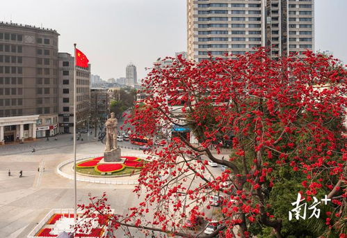 广州番禺微店放心花套出来公司,广州番禺微店放心花套出来公司，打造花卉电商的诚信品牌