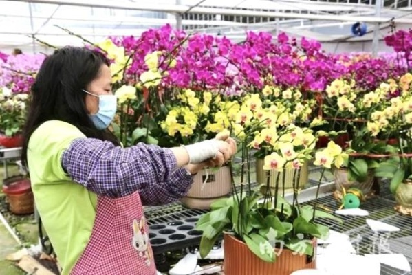 合肥微店放心花套出来,合肥微店放心花套出来，打造线上花卉购物新体验