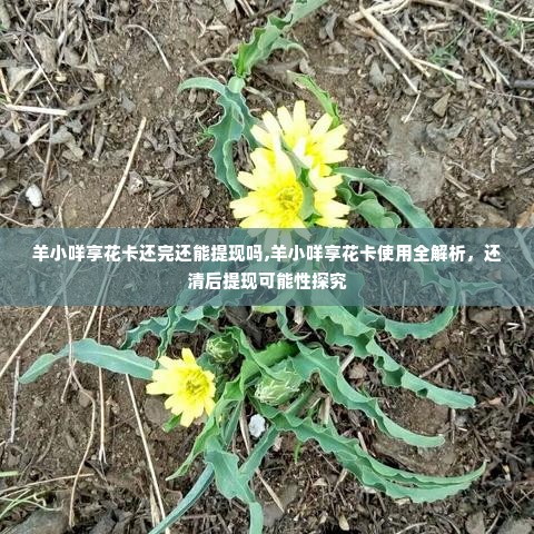羊小咩享花卡还完还能提现吗,羊小咩享花卡使用全解析，还清后提现可能性探究