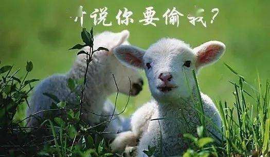 羊小咩卡包提现,羊小咩卡包提现的真相与技巧