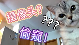 羊小咩哼花卡怎么套现,羊小咩哼花卡套现攻略，安全高效方法全解析