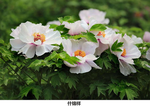 哪里微店放心花套出来最多 哪里微店放心花套出来最多——深度解析与推荐