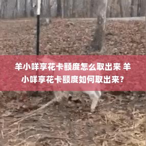 羊小咩享花卡额度怎么取出来 羊小咩享花卡额度如何取出来？