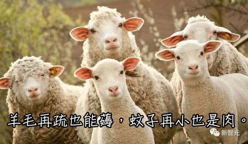 羊小咩便荔卡怎么取出钱来 羊小咩便荔卡如何取出钱来