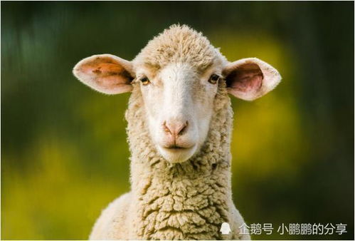 羊小咩取现商家 羊小咩取现商家，便捷金融服务助力商户发展