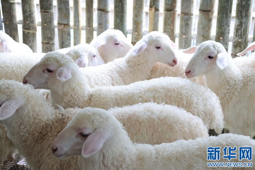 羊小咩便荔卡最新自己兑现方法 羊小咩便荔卡最新自己兑现方法