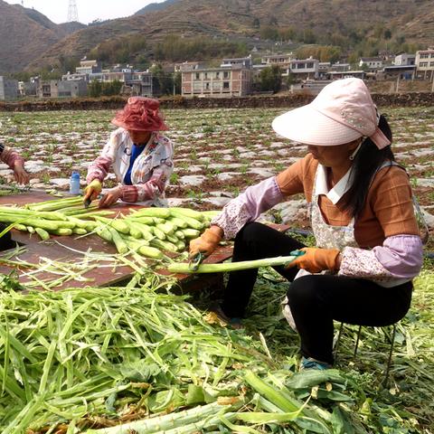 京东白条额度怎么取现 京东白条额度轻松取现攻略，让你资金流转无忧！